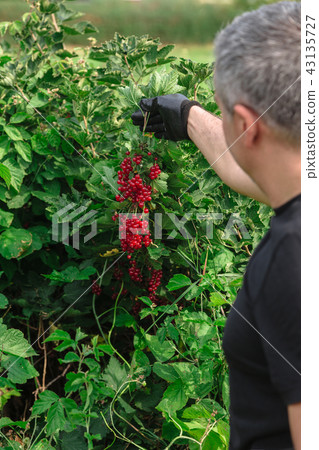 Young man holds red currants in hand 43135727