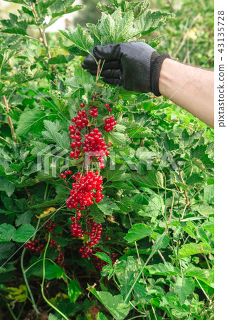 Man holds a bunch of red currants in the summer 43135728