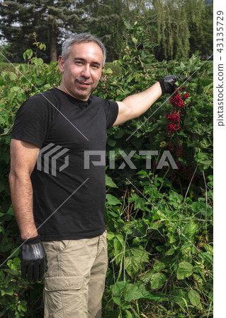 Attractive man smiles and holds red currants 43135729
