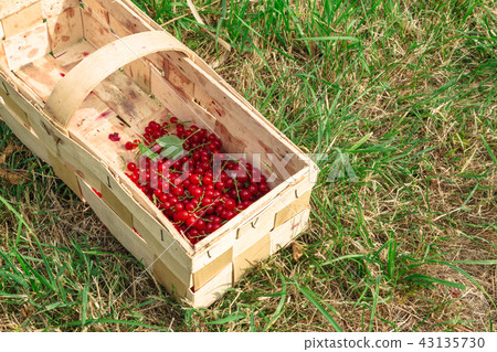 Wooden basket is half full of red currants 43135730
