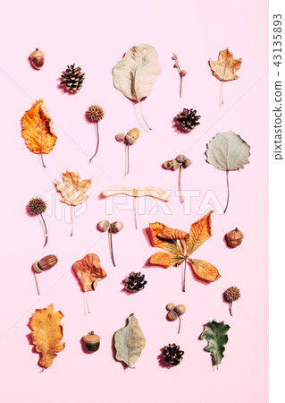 Dry leaves on pink background. 43135893