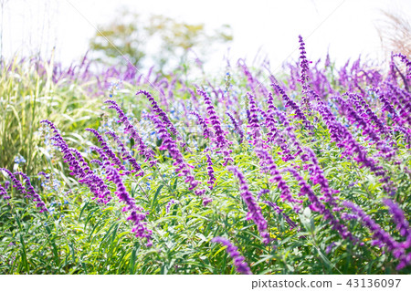 Beautiful blooming amethyst sage 43136097