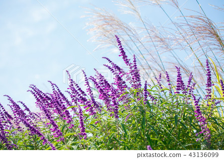 Amethyst Sage and Susuki Amethyst Sage and Susuki 43136099