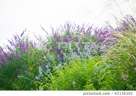 Amethyst Sage and Susuki Amethyst Sage and Susuki 43136101