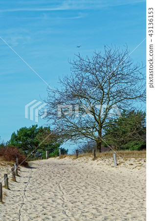 Sandy dunes in nature reserve Boberger Niederung Sandy dunes in nature reserve Boberger Niederung 43136153