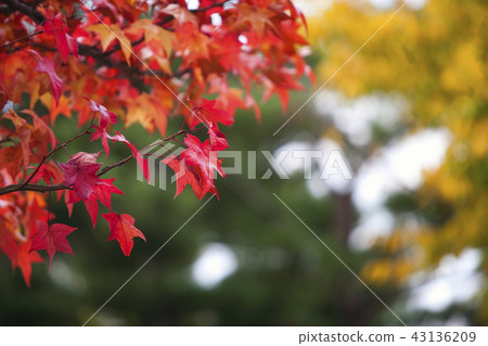 Red leaves of autumn 43136209