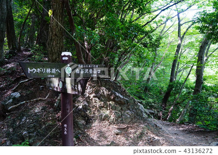 Fosshozanyama Rock mushroom stone branch 43136272