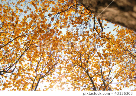 台灣的行道樹 黃花風鈴木 43136303