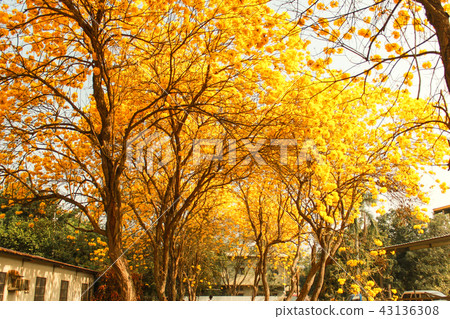 台灣的行道樹 黃花風鈴木 台灣的行道樹 黃花風鈴木 43136308