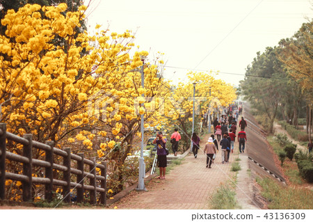Taiwan's street tree, yellow flower, wind chime 43136309