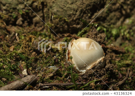 Plant mushroom Tsurutake, where I started heading out from a broken jar. It is full of cute feeling 43136324