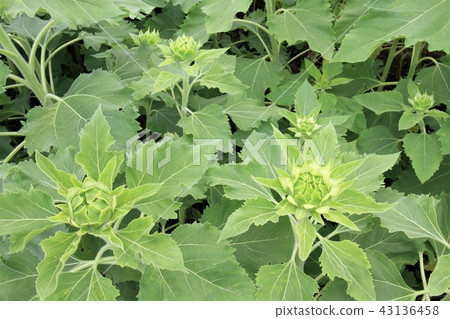 Zama City Sunflower Field 43136458
