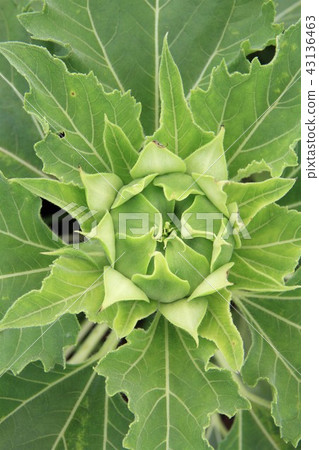 Zama City Sunflower Field Zama City Sunflower Field 43136463