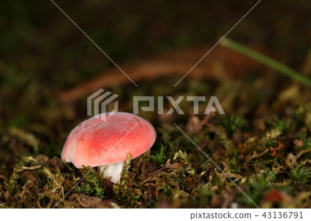 植物蘑菇是亮綠色的猩紅色以苔蘚啞光的綠色閃耀的蘑菇 43136791