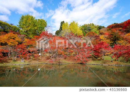 大分縣秋天秋葉使用公園(Yujou karu公園) 大分縣秋天秋葉使用公園(Yujou karu公園) 43136980