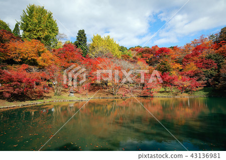 大分縣秋天秋葉使用公園(Yujou karu公園) 大分縣秋天秋葉使用公園(Yujou karu公園) 43136981