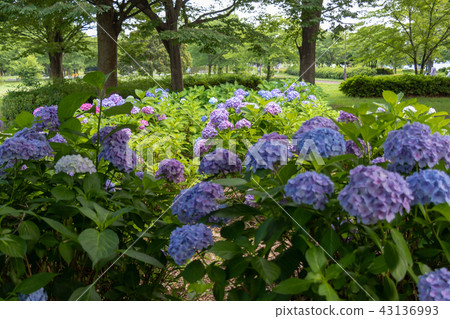 東京都足立區足立公園地下公園的繡球花 東京都足立區足立公園地下公園的繡球花 43136993