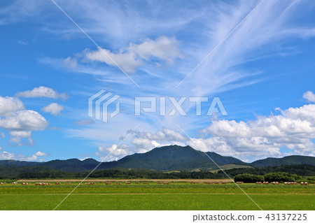 Pasture area of Hokkaido Pasture area of Hokkaido 43137225