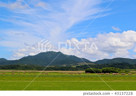 北海道牧場 北海道牧場 43137228