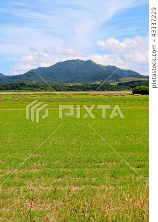 北海道牧場 北海道牧場 43137229