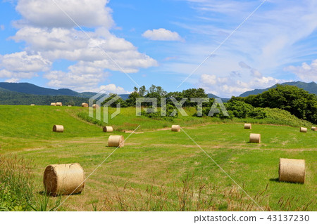 Pasture area of Hokkaido Pasture area of Hokkaido 43137230