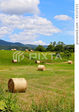Pasture area of Hokkaido Pasture area of Hokkaido 43137231