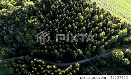 Roads leading through the forest, top view Roads leading through the forest, top view 43137353