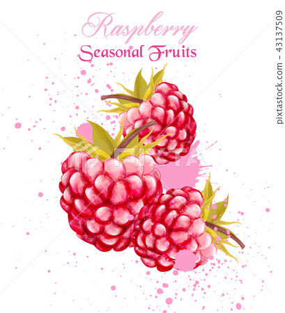 Watercolor Raspberry Background Watercolor raspberry summer card background - Stock Illustration ...