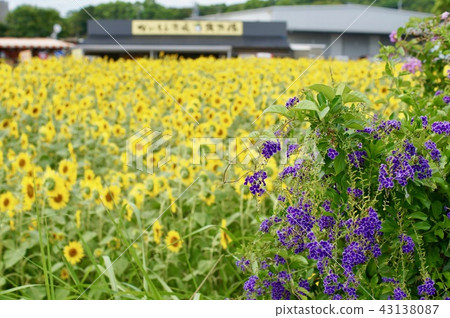 向日葵田 向日葵田 43138087