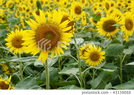 盛夏的向日葵田 盛夏的向日葵田 43138088