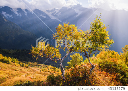 Autumn landscape with beautiful tree in mountains Autumn landscape with beautiful tree in mountains 43138279