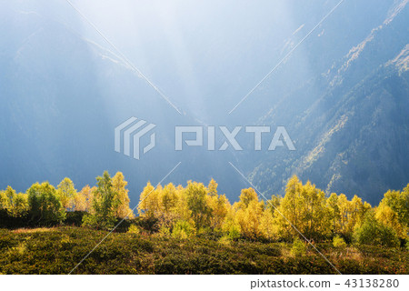 Autumn forest in a mountain valley 43138280