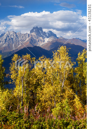 Autumn Landscape with birch forest and mountain 43138281