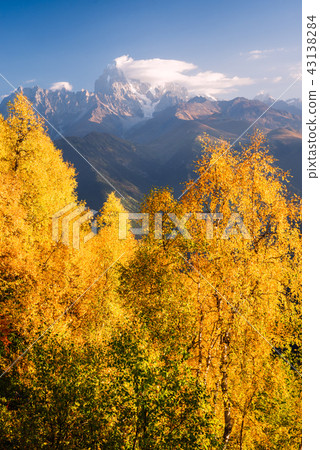 Autumn Landscape with birch forest and mountain Autumn Landscape with birch forest and mountain 43138284