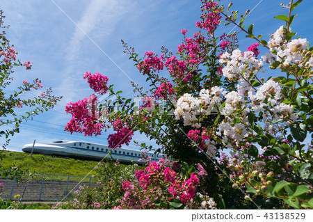 Red and white crape myrtle and Tokaido Shinkansen N 700 series Red and white crape myrtle and Tokaido Shinkansen N 700 series 43138529