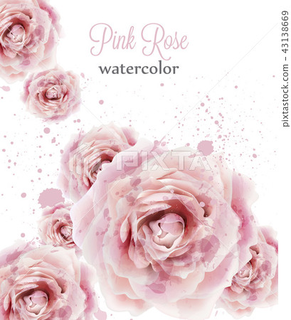 Watercolor pink roses isolated Vector. Beautiful - Stock Illustration ...
