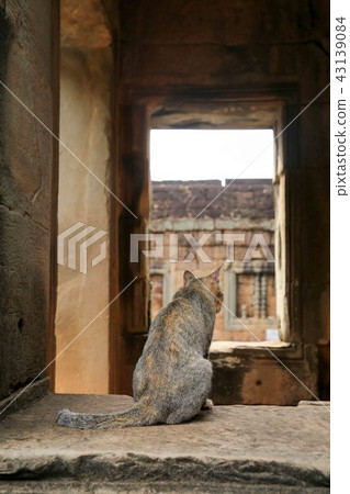 Cat Cat Cat's Back CAT VIEW Cat Looking Cat Cat Cat Cat's Back CAT VIEW Cat Looking Cat 43139084