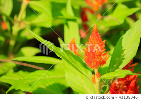 orange plumed cockscomb flower or Celosia argentea 43139340