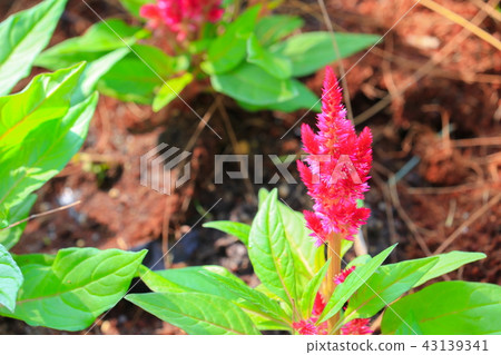 pink plumed cockscomb flower or Celosia argentea 43139341