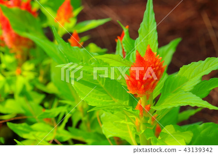 orange plumed cockscomb flower or Celosia argentea 43139342