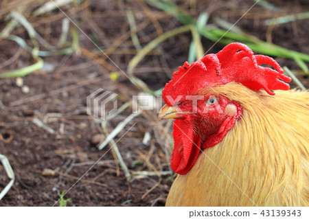 chicken yellow  close up in farm 43139343