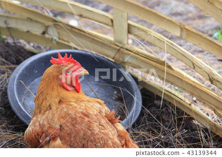 chicken brown close up in farm 43139344
