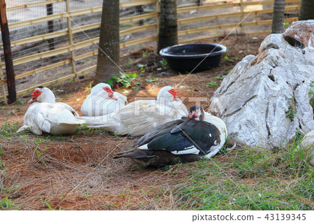 duck, white and black feathers on rural  farm 43139345