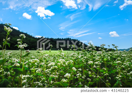 Futoshi Road Buckwheat field 43140225