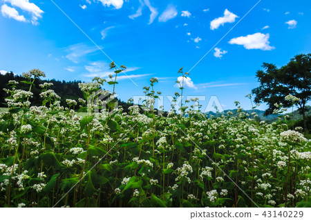 Futoshi Road Buckwheat field 43140229