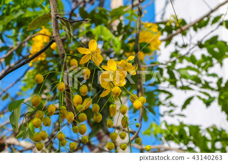 Cassia fistula. Golden Shower Tree in natural Cassia fistula. Golden Shower Tree in natural 43140263