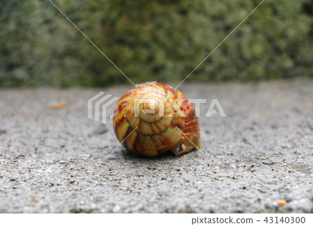 closeup snail on the concrete floor background closeup snail on the concrete floor background 43140300