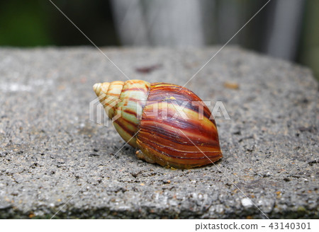 closeup snail on the concrete floor background closeup snail on the concrete floor background 43140301