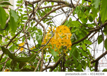 Cassia fistula. Golden Shower Tree in natural  43140304