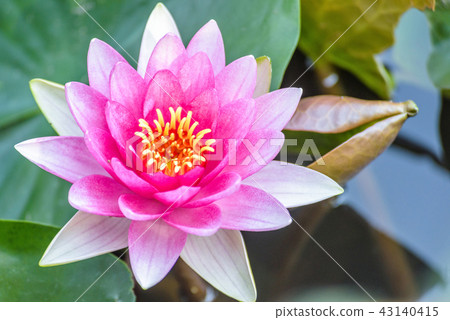 Pink Water lily in close-up shot at local pond Pink Water lily in close-up shot at local pond 43140415